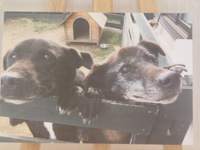 水戸市愛犬ジョンちゃん