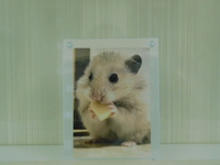 ひたちなか市のゴールデン毛長ハムスターのテデｲー・オッサちゃん