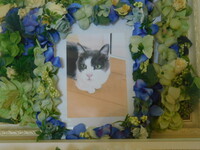 水戸市愛犬ベルちゃん