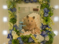 東海村ハムスター・メンマちゃん