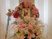 水戸市愛猫ルビーちゃん