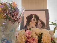 ひたちなか市愛犬ルークちゃん