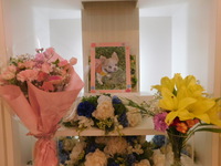 ひたちなか市愛犬レキちゃん