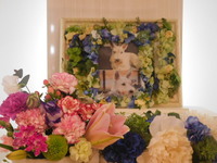 水戸市愛犬健太郎ちゃん