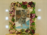 小美玉市愛猫黒豆ちゃん