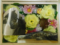 水戸市愛猫トラちゃん