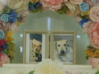 常陸太田市の愛猫ひなちゃん