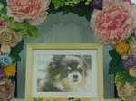水戸市愛犬チロルちゃん