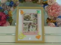 水戸市愛猫ティーダちゃん