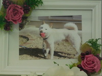 水戸市愛犬ポチちゃん