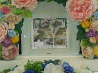 水戸市愛犬ミッキーちゃん