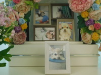 那珂市愛犬レオンちゃん