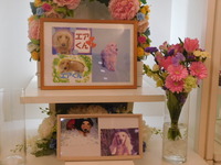 水戸市愛犬エアくん