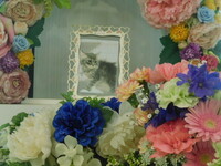 水戸市愛猫ニャオハちゃん