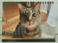 水戸市愛猫福ちゃん