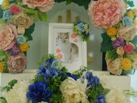 水戸市愛猫おかかちゃん