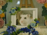 水戸市ジャンガリアンハムスター・つむじちゃん
