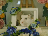 水戸市ジャンガリアンハムスター・つむじちゃん