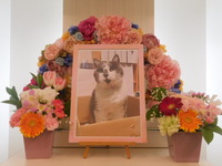 水戸市愛猫ぽっけちゃん