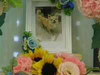 水戸市愛犬ルークちゃん