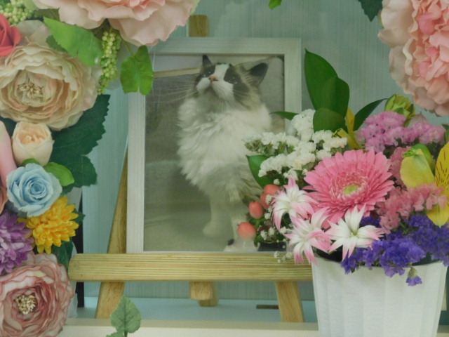柴田ゆき.JPG