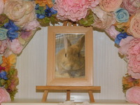 水戸市愛兎茶々丸ちゃん