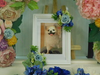 那珂市愛犬こたつちゃん