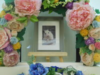 水戸市キンクマハムスター・ちゃもちゃん