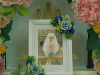 水戸市愛鳥ベガちゃん