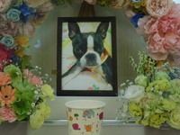 日立市愛犬パリスちゃん