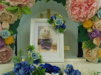 水戸市ファンシーラット・シャムちゃん