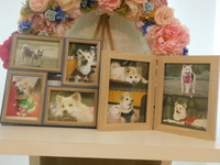 水戸市愛犬はなちゃん