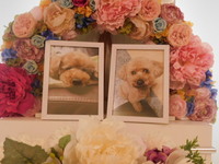 ひたちなか市愛犬ココアちゃん