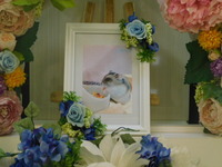 水戸市ハムスターあめちゃん