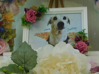 水戸市愛犬ジャックちゃん