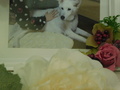 水戸市愛犬はなちゃん