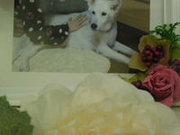 水戸市愛犬はなちゃん