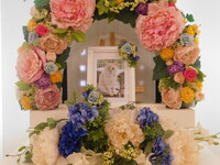 ひたちなか市愛猫びびちゃん