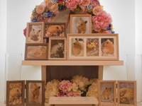 笠間市キンクマハムスター・金太郎ちゃん