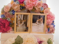 水戸市愛猫みけちゃん