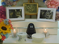 日立市愛猫キジッポちゃん