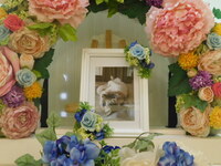 水戸市愛猫バブちゃん