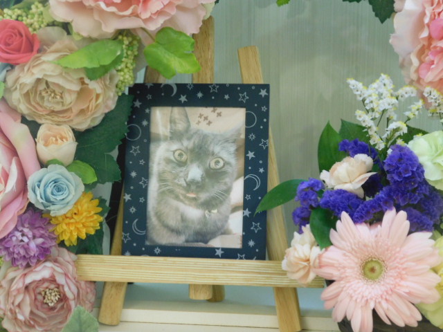 山崎家ちょこちゃん.JPG