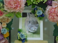 那珂市愛兎音々ちゃん