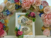 水戸市ジャンガリアンハムスター・しらすちゃん