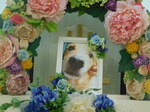 水戸市愛犬悟空ちゃん