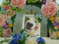 水戸市愛犬悟空ちゃん