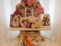 水戸市愛犬メロちゃん