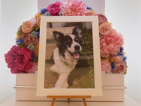 水戸市愛犬ハッピーちゃん