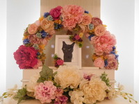 那珂市愛猫葉月ちゃん